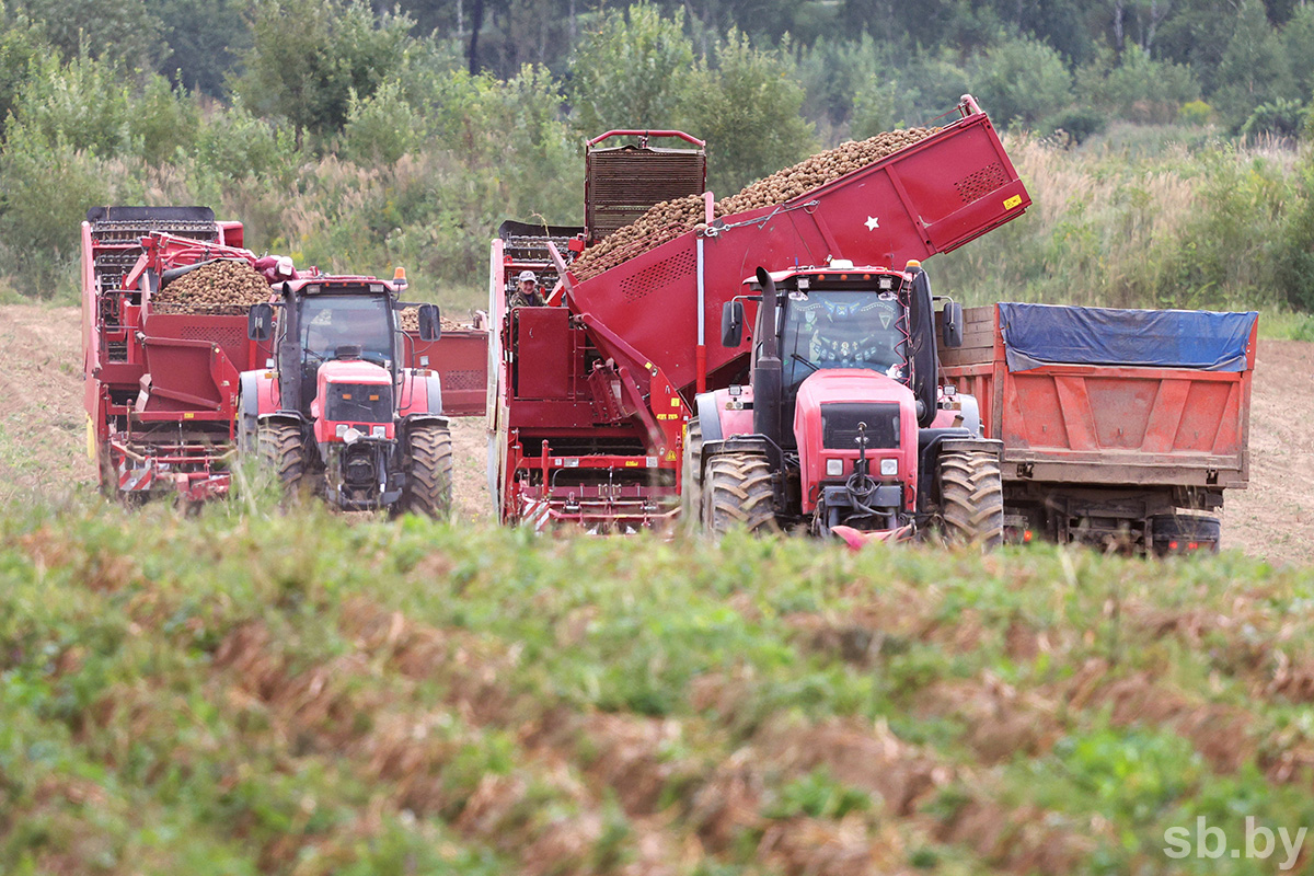 В Беларуси началась уборка картофеля