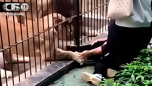 Ужас в зоопарке! Львица в Китае атаковала девочку, которая пришла ее кормить